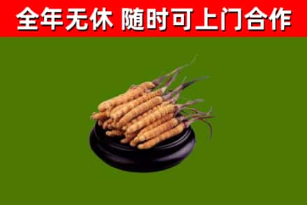 武昌区回收散虫草